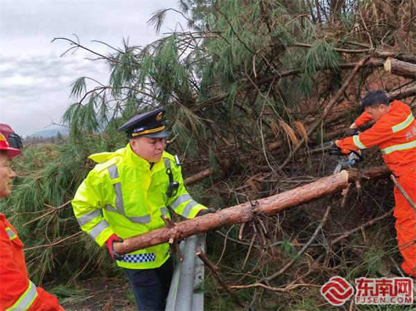 泰寧中隊執(zhí)法員聯(lián)合養(yǎng)護部門清理倒伏樹木.jpg