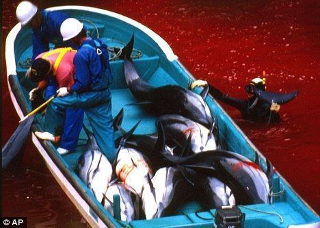 在太地町海灣，日本漁民宰殺海豚，周圍海水已被染成紅色。