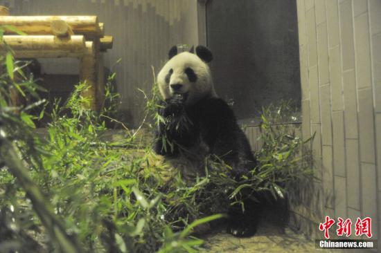 2011年2月22日，日本東京，雌性大熊貓“仙女”（“真真”）在上野動物園內。