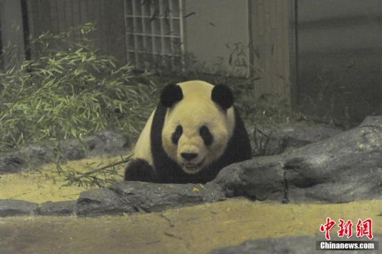 2011年2月22日，日本東京，雄性大熊貓“比力”（“力力”）在上野動(dòng)物園內(nèi)。