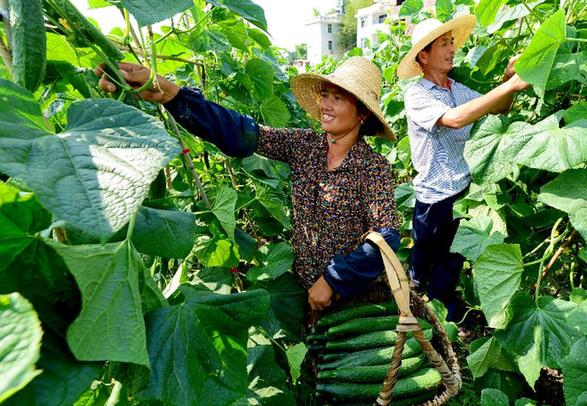 （走基層 聽(tīng)民聲）（2）福建長(zhǎng)?。何羧斩d坡地 今日花果山