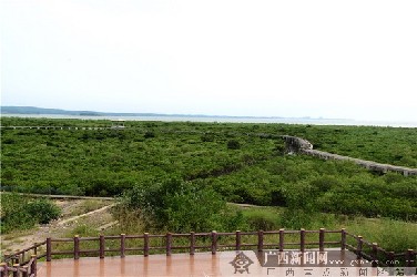 保護(hù)紅樹(shù)林 北侖河口保護(hù)區(qū)五年新添14類物種