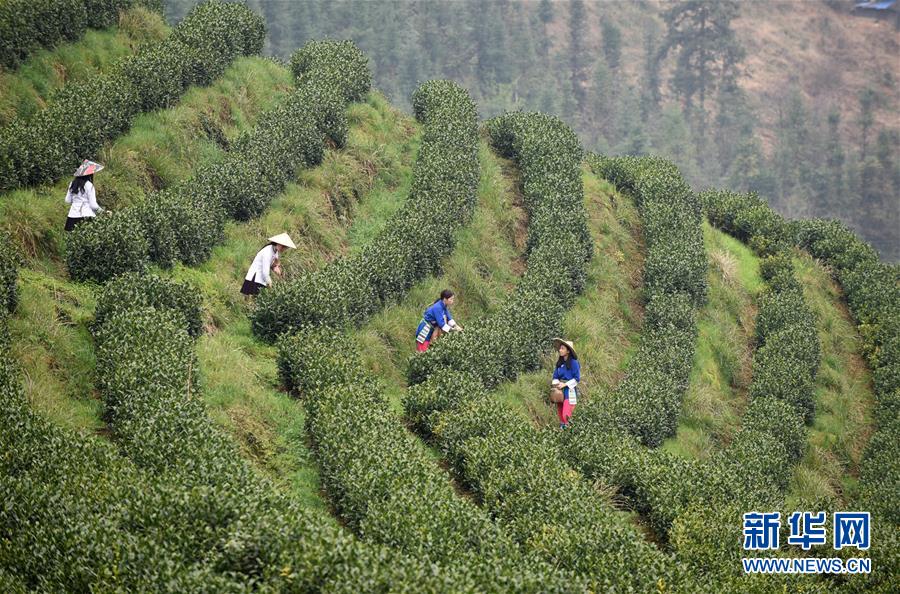 （經(jīng)濟）（4）貴州春茶陸續(xù)開采