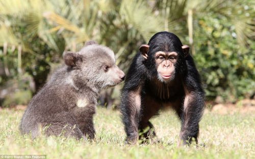 它們在動物園內(nèi)演繹了一段“跨界”友誼，成了形影不離的好朋友。