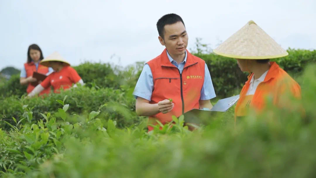 福州農(nóng)商銀行金融助理在茉莉花茶園向茶農(nóng)了解茉莉花種植情況。.jpg